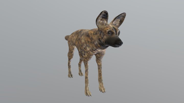 African Wild Dog