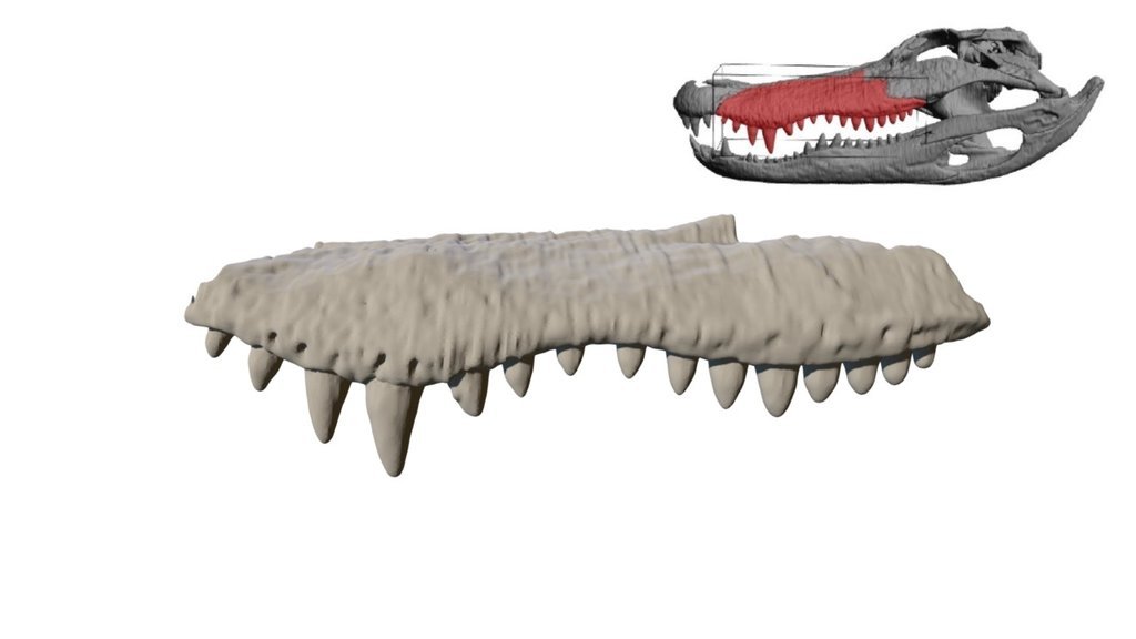 Alligator Maxilla & Teeth - Download Free 3D model by Holliday Lab