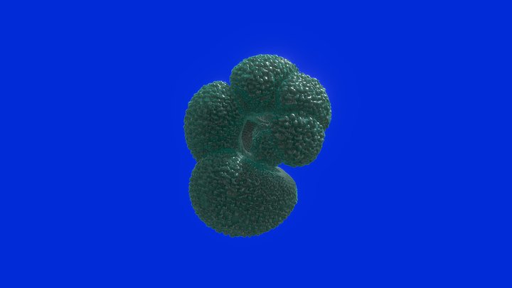 Globigerinella siphonifera 3D Model
