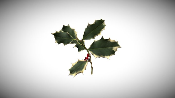 Agrifoglio 3D Model