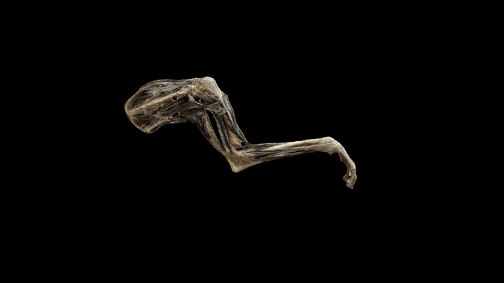 Canine Forelimb V2 3D Model
