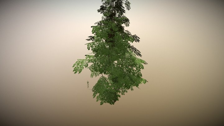 Realistic Tree Model 3D Model