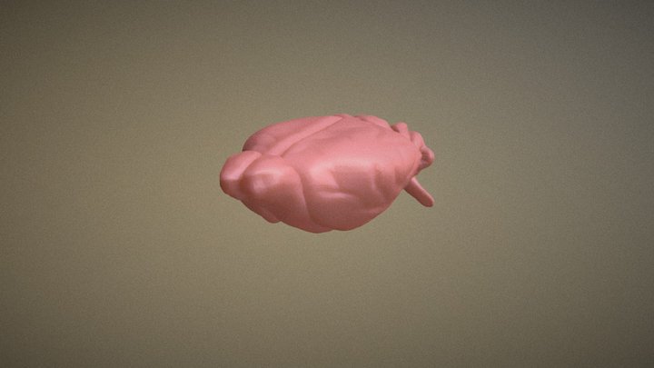 Mouse Brain3D Low Res 3D Model