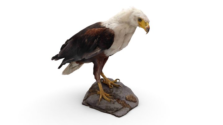 African Fish-eagle 3D Model