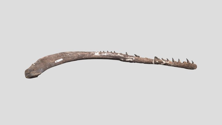 Champosaurus Right Jaw Fossil 3D Model