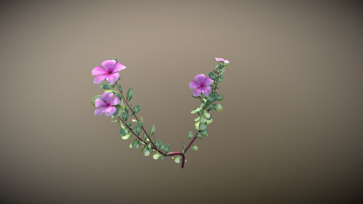 Periwinkle (Catharanthus roseus) 3D Model