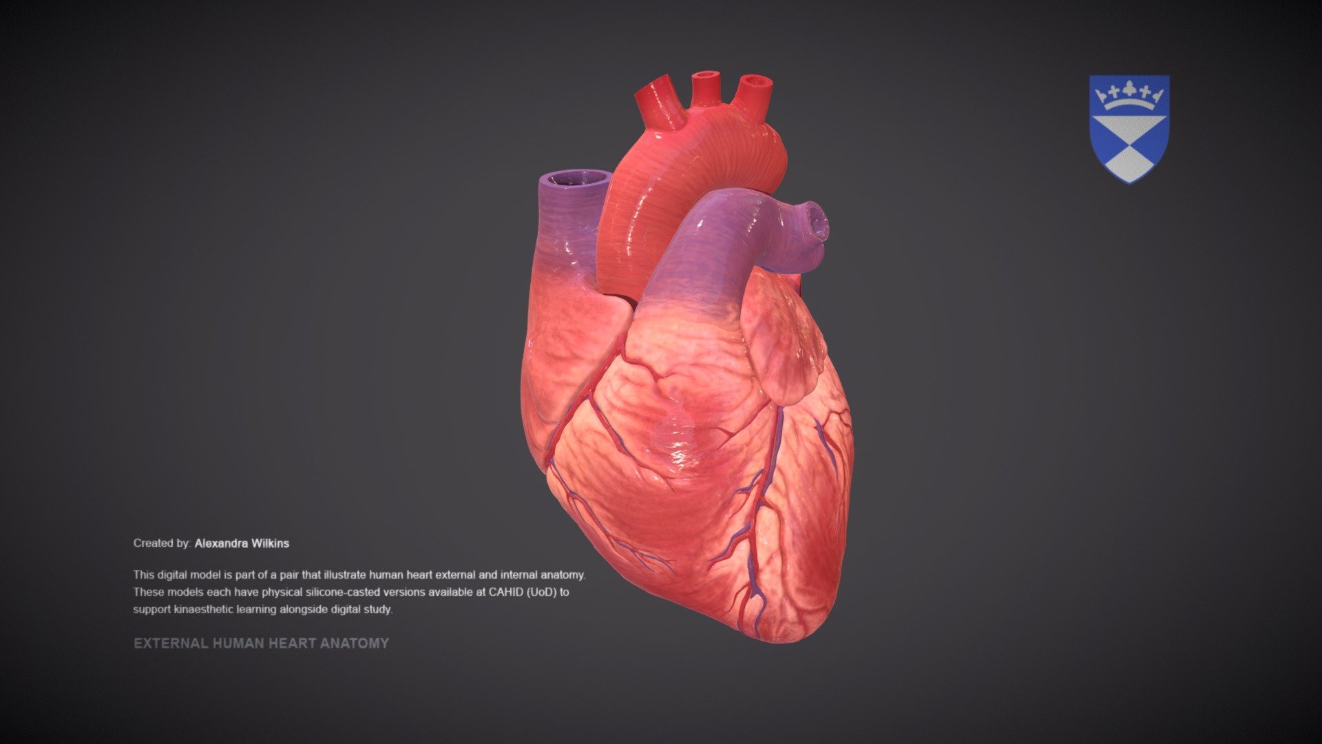 External Human Heart Anatomy - 3D model by University of Dundee, CAHID ...