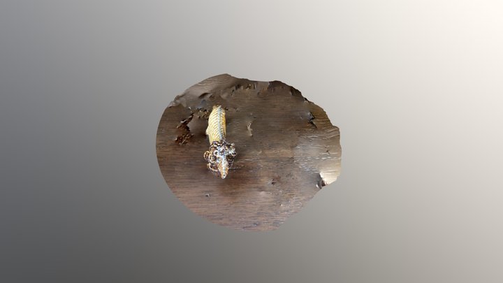 lion ANTH 394 3D Model