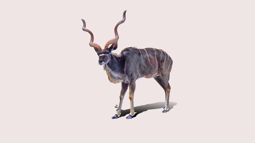 Spiral Horned Kudu