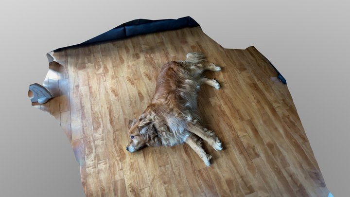 poly 3D Model