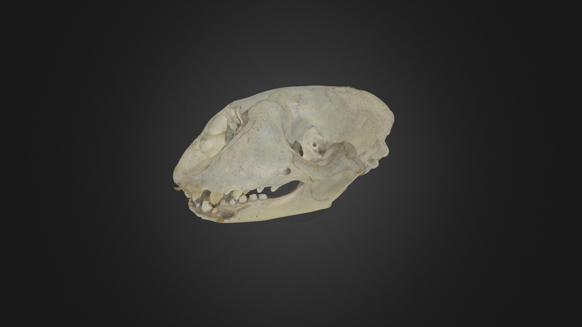 Seal skull (Sanday, Orkney)