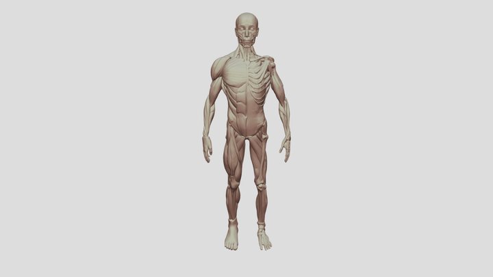 Ecorche_-_ Anatomy_study (1) 3D Model