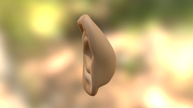 Ear 3D Model