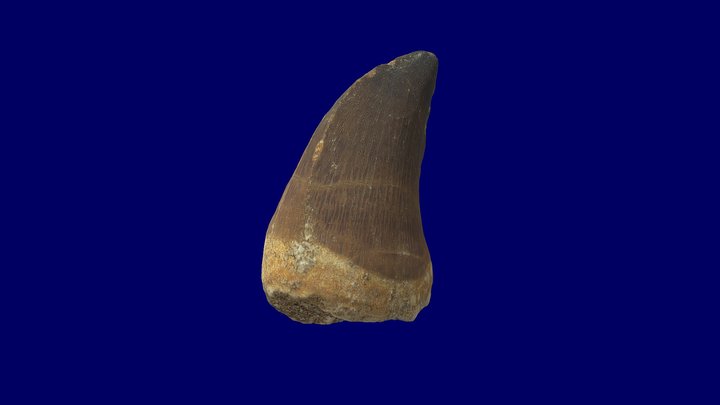 Mosasaurus globidens tooth 70 Ma