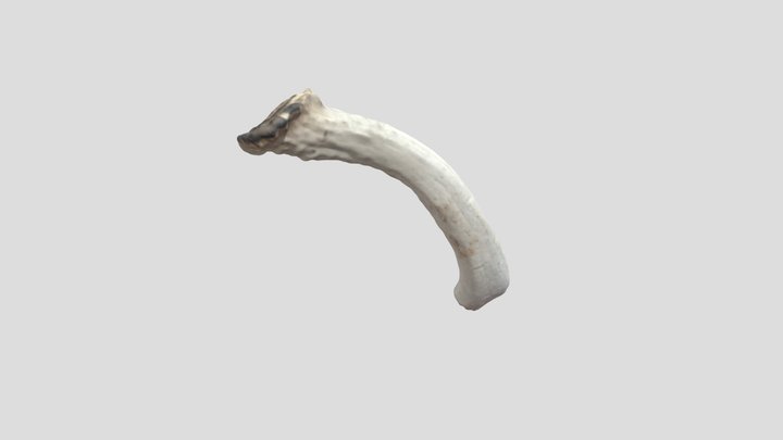 Burnt Antler 3D Model