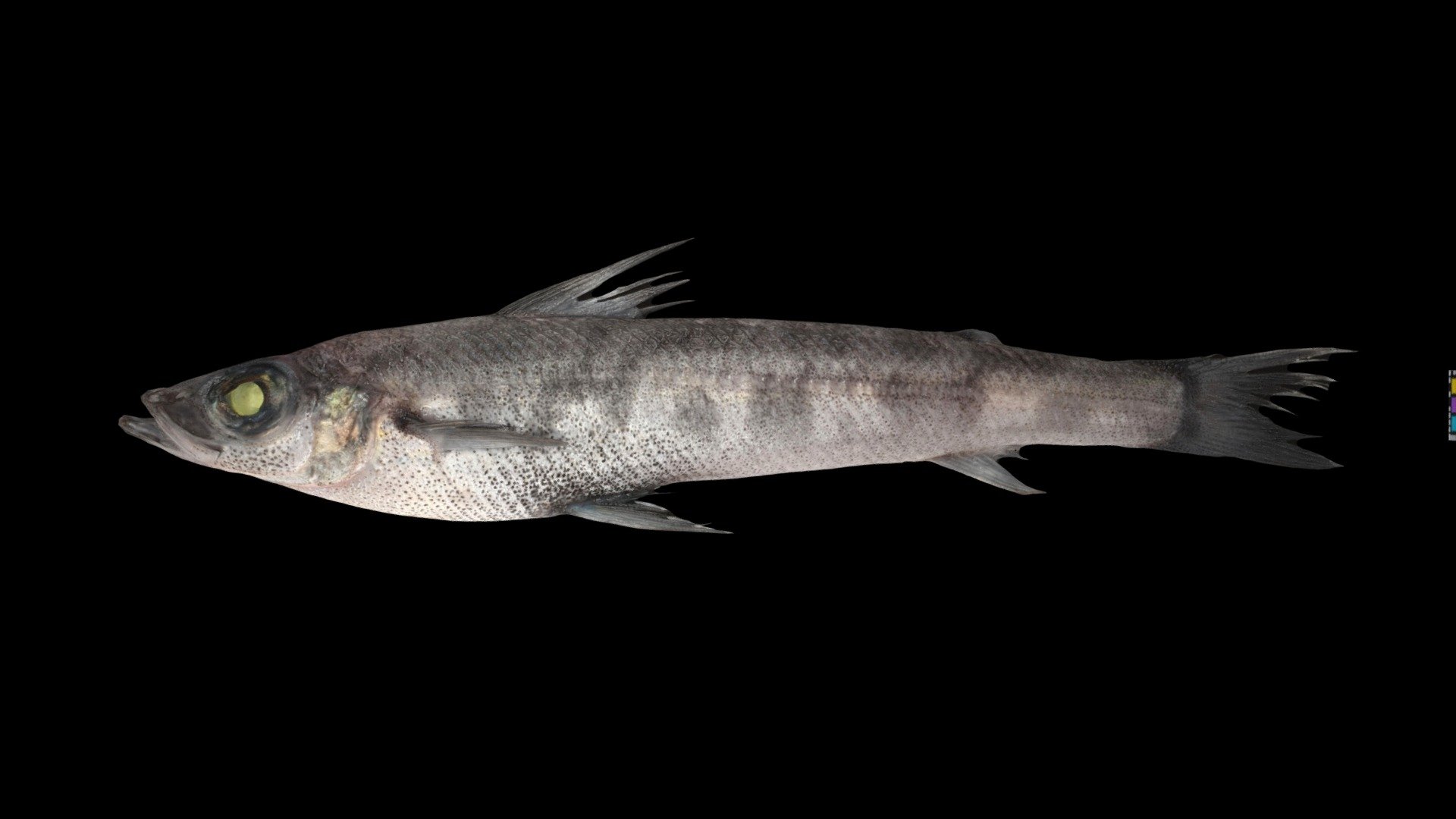 CC0 アオメエソ 🐟 Shortnose Greeneye, C. albatrossis — Sketchfab embed 3D viewer