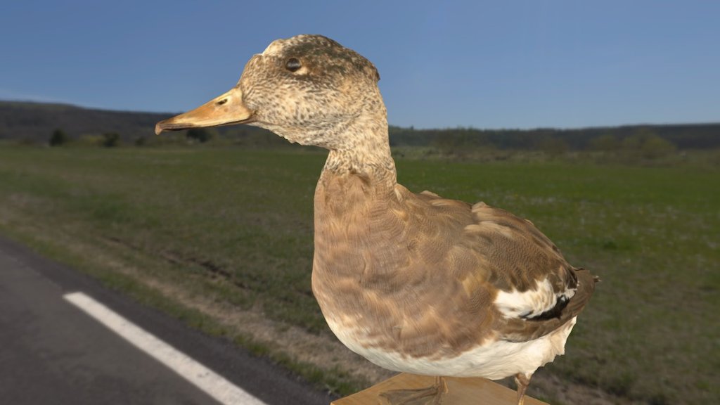 American Wigeon (with sound)