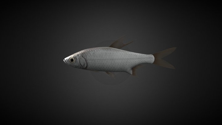 Megalops Cyrinoides 3D Model