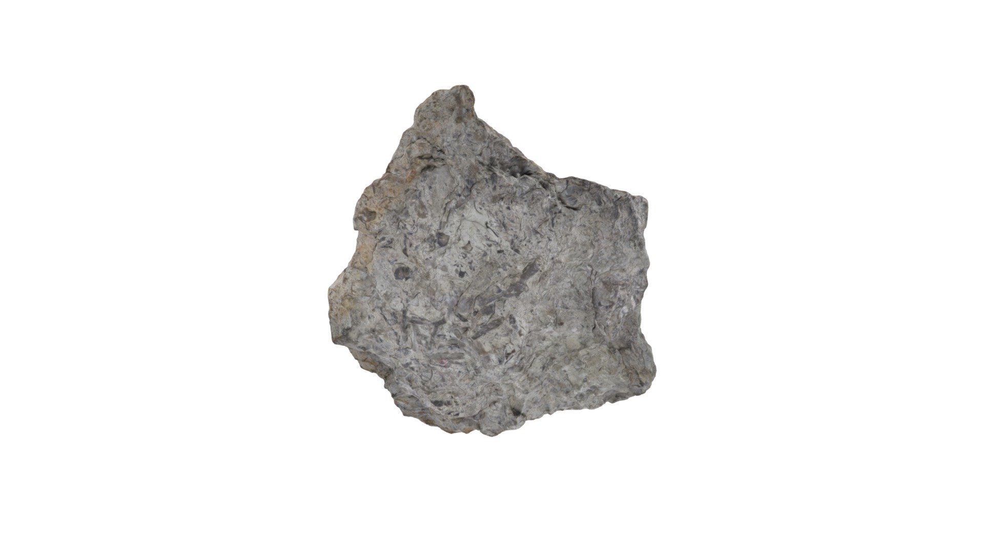 Fossiliferous Limestone 2/16/2020