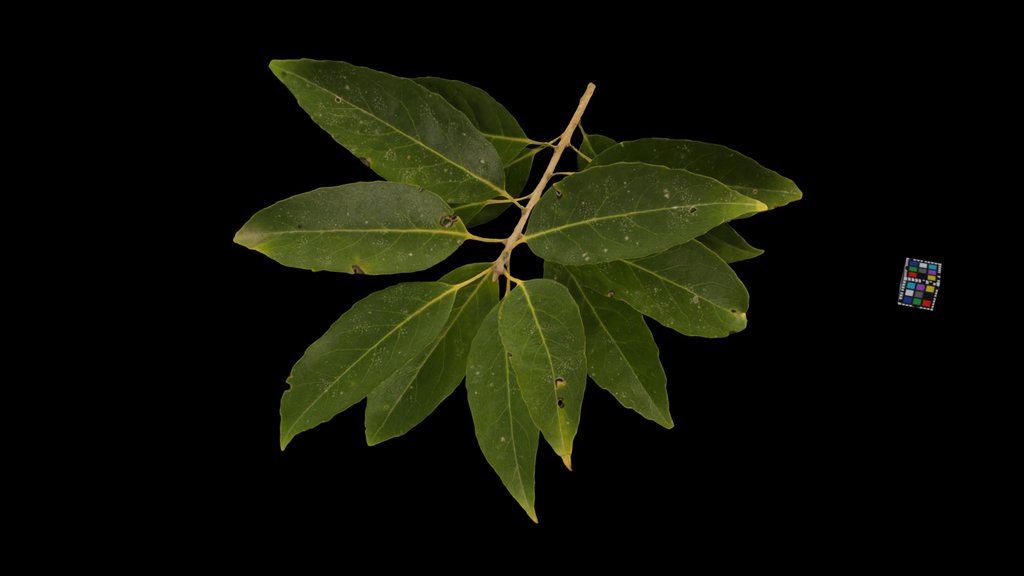 CC0 ナナミノキ Chinese Holly, Ilex chinensis