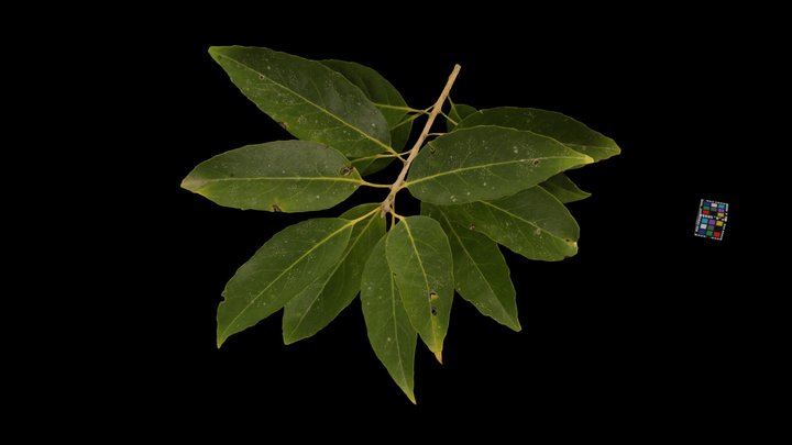 CC0 ナナミノキ Chinese Holly, Ilex chinensis – Modello 3D gratuito STL