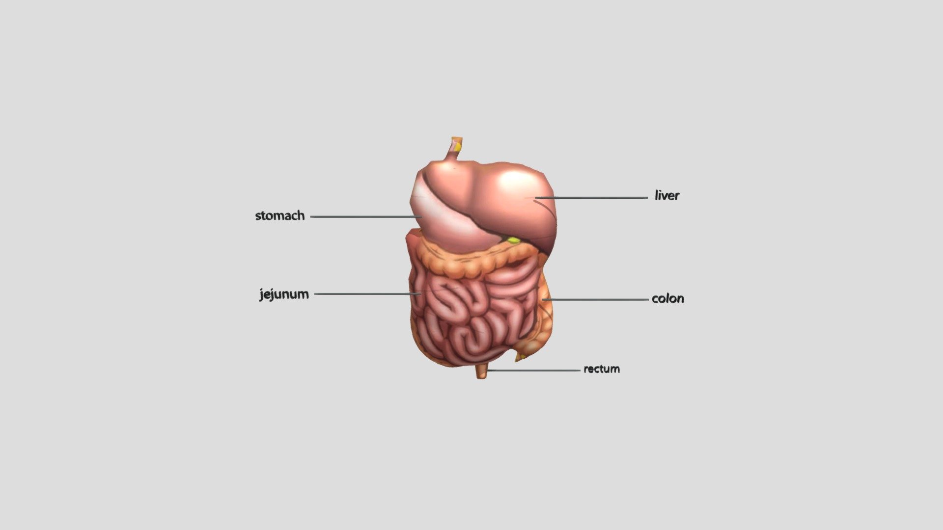 Organ tubuh
