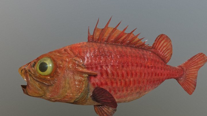 Fish 3D Model