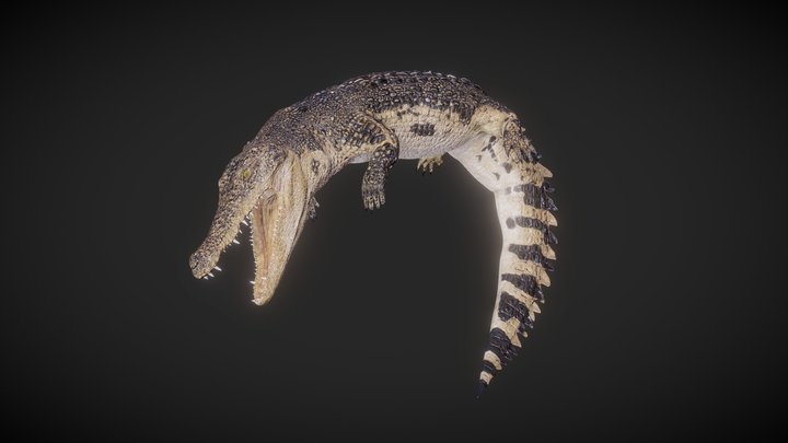 Crocodile (Siamese crocodile) 3D Model
