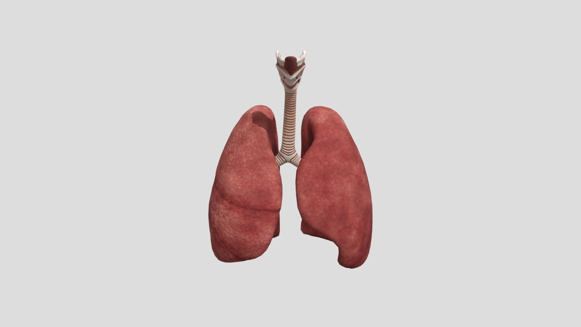 Lungs - 3D model by animpradeep [1070a86] - Sketchfab