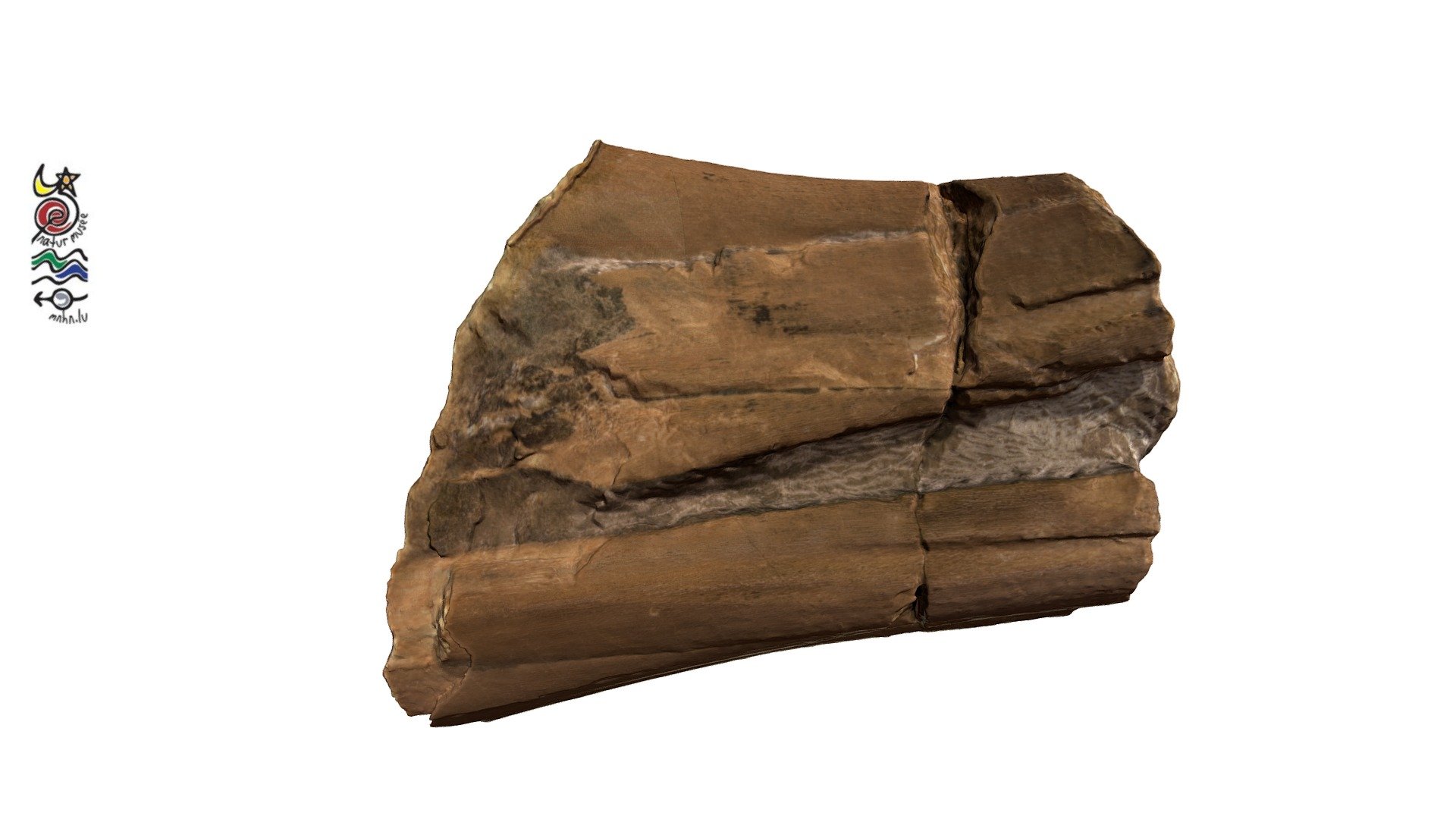 Stenopterygius longifrons TU332b