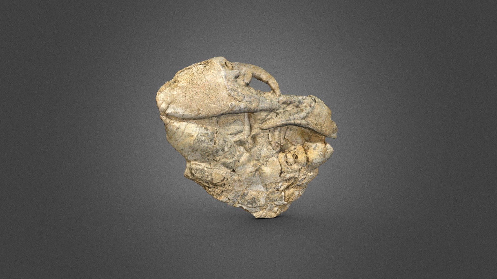 Cangrejo extinto Menippe zoque - 3D model by Museo de Paleontología ...