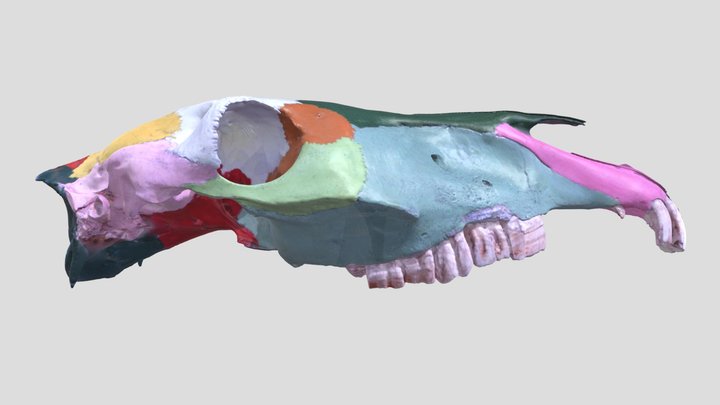 Cranium (horse) 3D Model