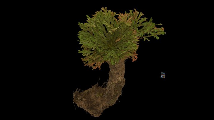 CC0 イワヒバ Little Club Moss, S. tamariscina – Free 3D Model STL