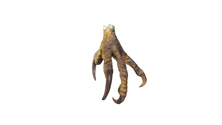 Eagle Claws 3D Model