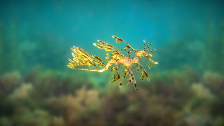 Leafy Sea Dragon created with Smoothie-3D 3D Model