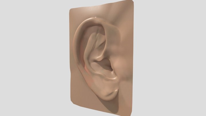 Human_Ear_R_Feldman 3D Model