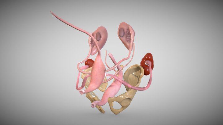 Reproductive-system 3D models - Sketchfab