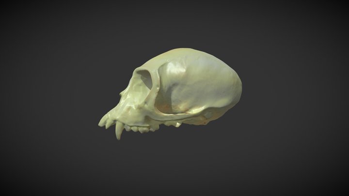 Capuchin Monkey Skull 3D Model