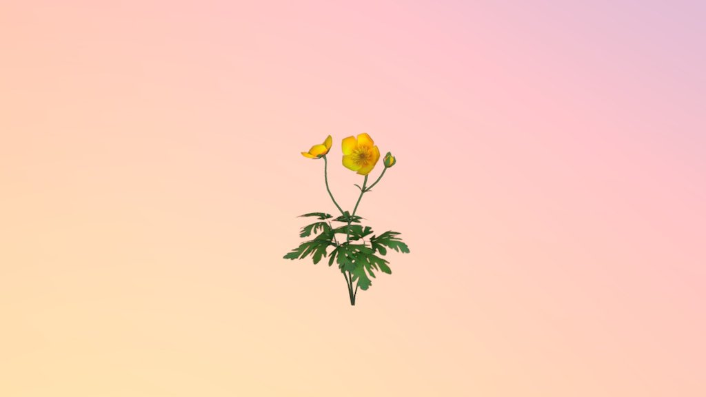 Pending - Buttercup