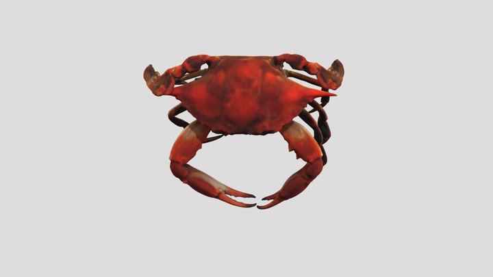 Steamed Blue Crab - Maryland Blue Crabs 3D Model