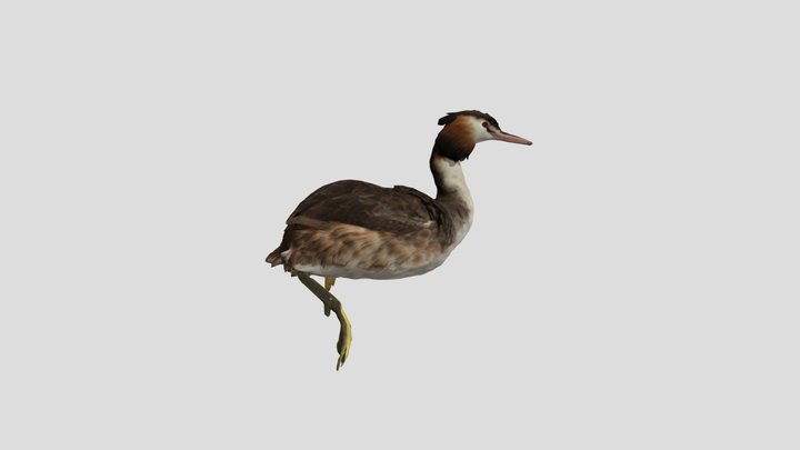 カンムリカイツブリ剥製 Podiceps cristatus 3D Model