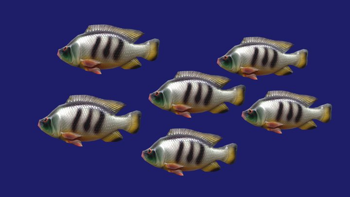 Fish 3D Model