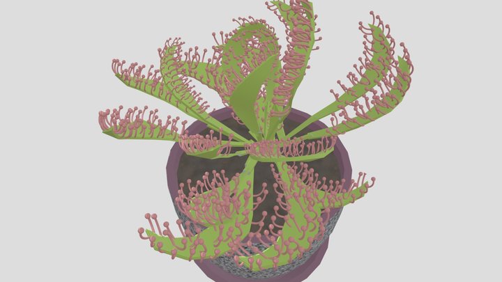 Sun Dew - Drosera Capensis