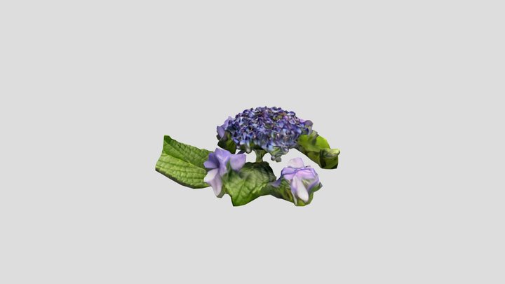 agisai flower 3D Model