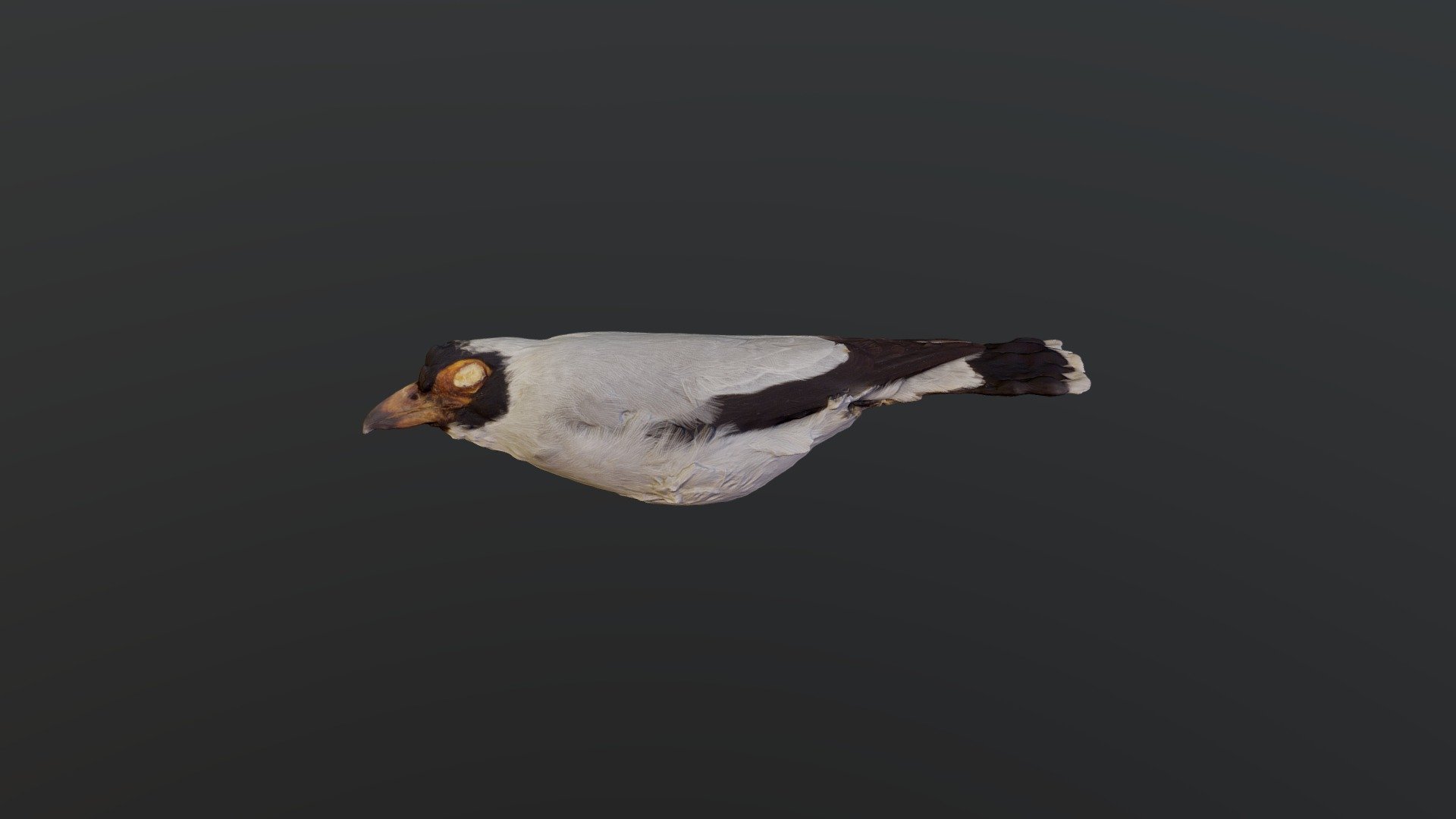 Yellow-breasted Chat - Icteria virens