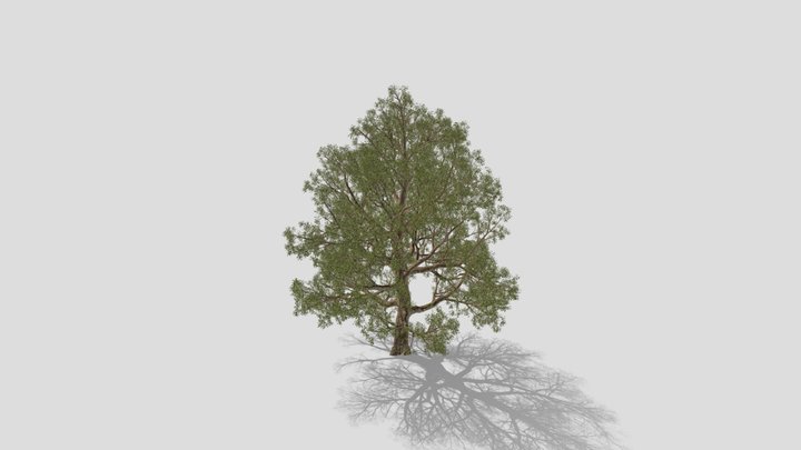 Broadleaf tree 3D Model