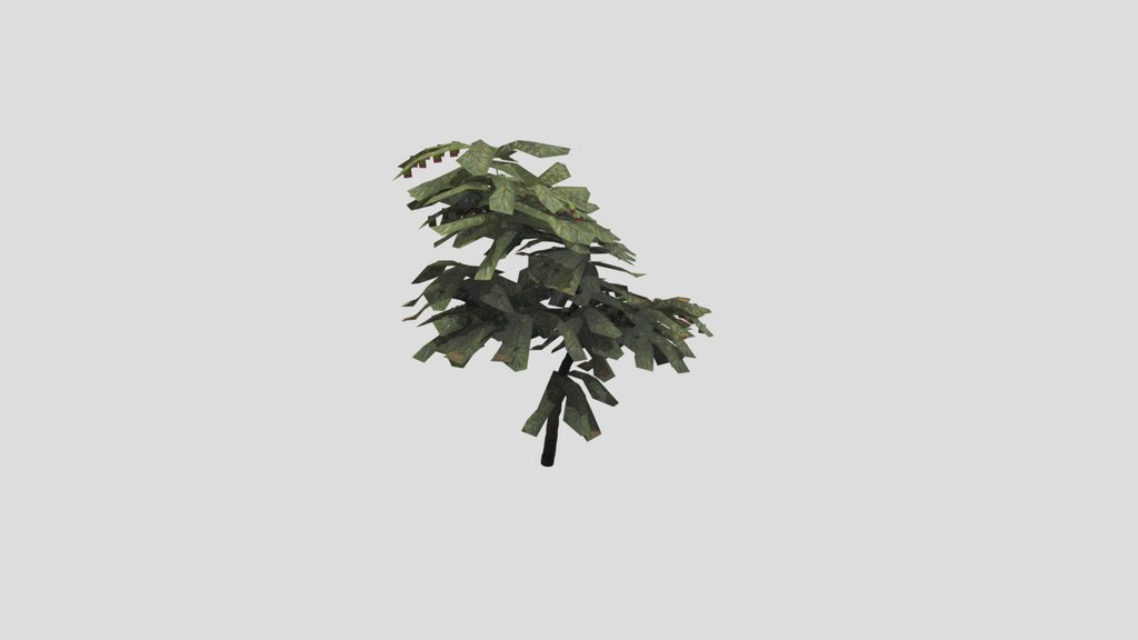 Tree Cherry C1 Small