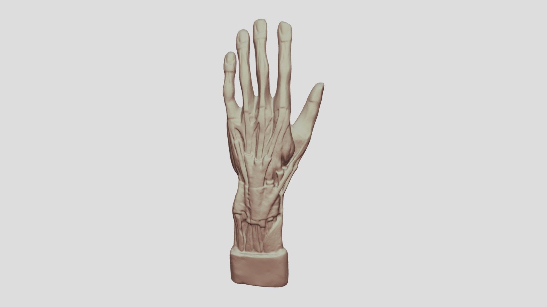 Human Hand Anatomy - 3D model by LivingLab (@living_lab) [10997a8 ...