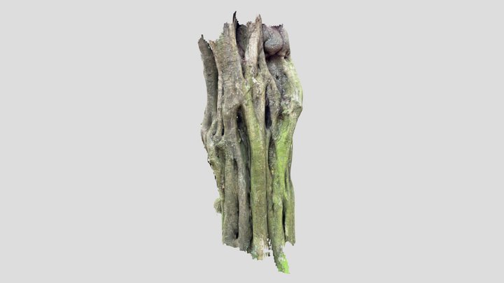 Hainbuche spannrückig 3D Model