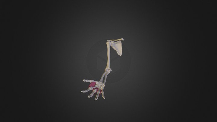 Dorsal Interossei I- I V Human Anatomy 3D Model